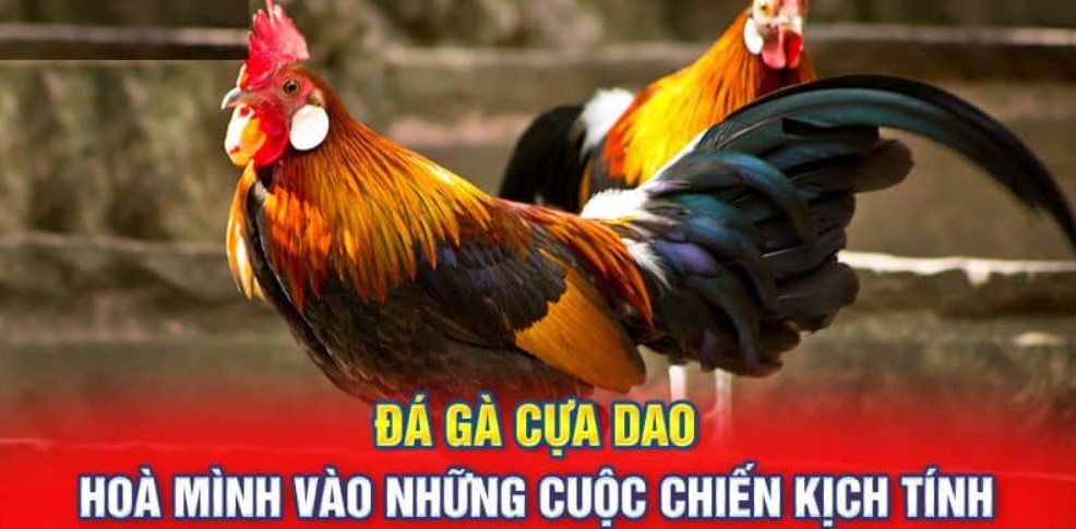 đá gà cựa dao