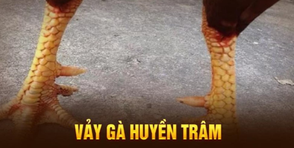 Hướng dẫn huấn luyện gà vảy huyền trâm